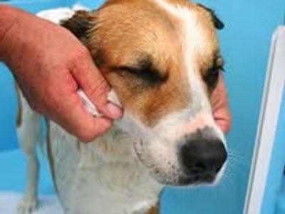 well-established-aussie-pooch-dog-wash-franchise-hillarys-6