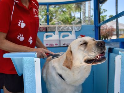 aussie-pooch-mobile-dog-wash-marangaroo-2