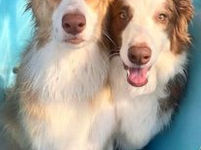 aussie-pooch-mobile-dog-wash-marangaroo-6