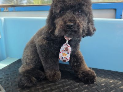 well-established-aussie-pooch-dog-wash-franchise-mount-pleasant-and-kardinya-4