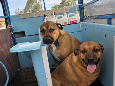 well-established-aussie-pooch-dog-wash-franchise-mount-pleasant-and-kardinya-5