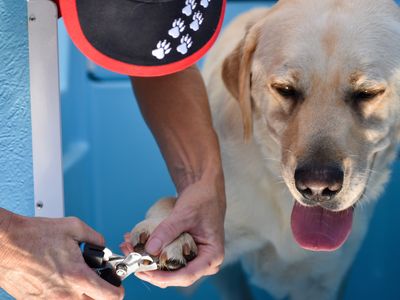 aussie-pooch-mobile-dog-wash-marangaroo-8