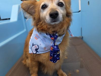 well-established-aussie-pooch-dog-wash-franchise-mount-pleasant-and-kardinya-3