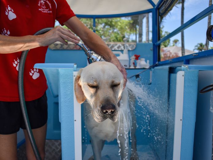 aussie-pooch-mobile-dog-wash-marangaroo-9