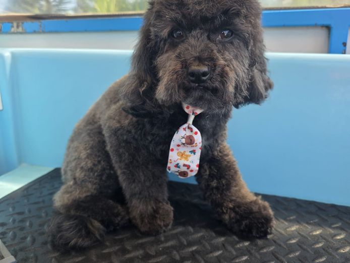 well-established-aussie-pooch-dog-wash-franchise-mount-pleasant-and-kardinya-4