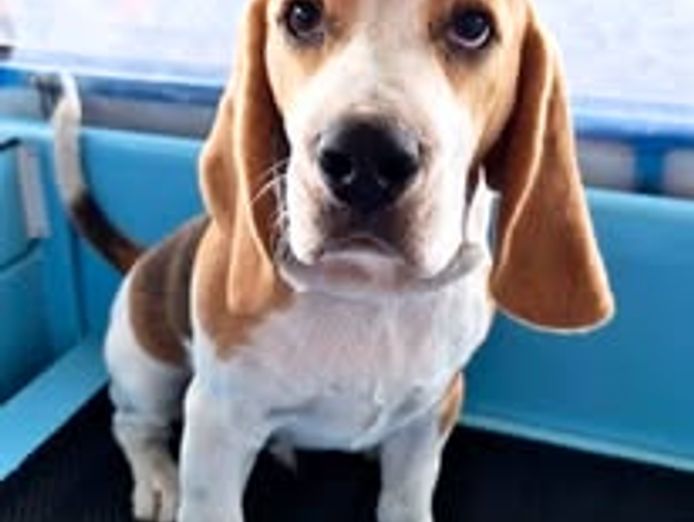 well-established-aussie-pooch-dog-wash-franchise-hillarys-8
