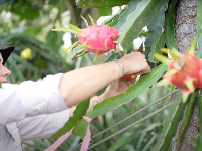 daleys-fruit-tree-nursery-4