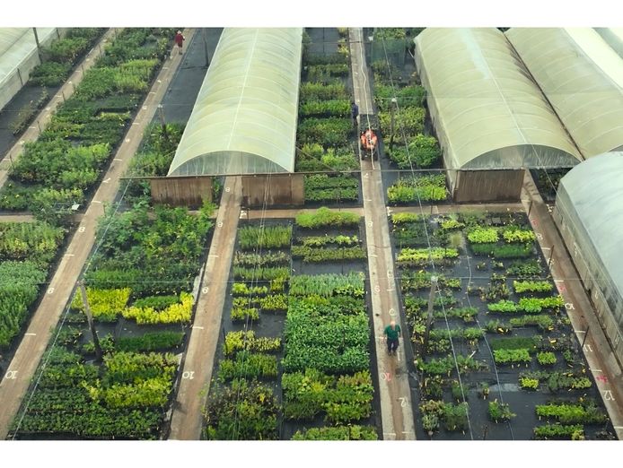 daleys-fruit-tree-nursery-7