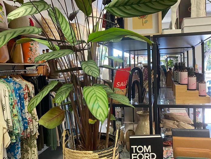 well-established-gift-shop-lifestyle-boutique-7