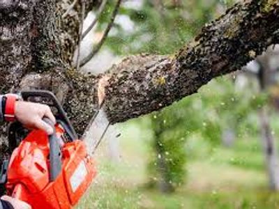leading-profitable-tree-management-business-high-demand-in-brisbane-gold-coast-6