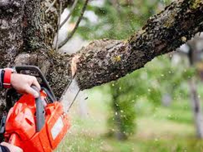 leading-profitable-tree-management-business-high-demand-in-brisbane-gold-coast-6