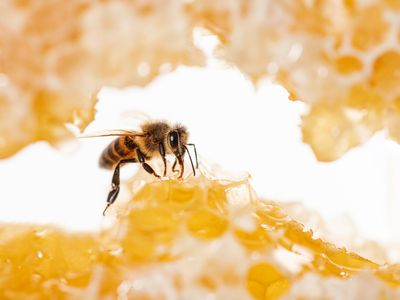 large-scale-honey-manufacturing-distribution-business-0