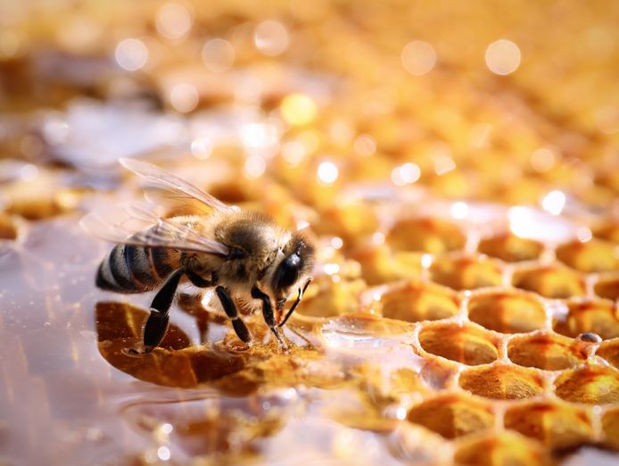 large-scale-honey-manufacturing-business-established-thriving-relocatable-0