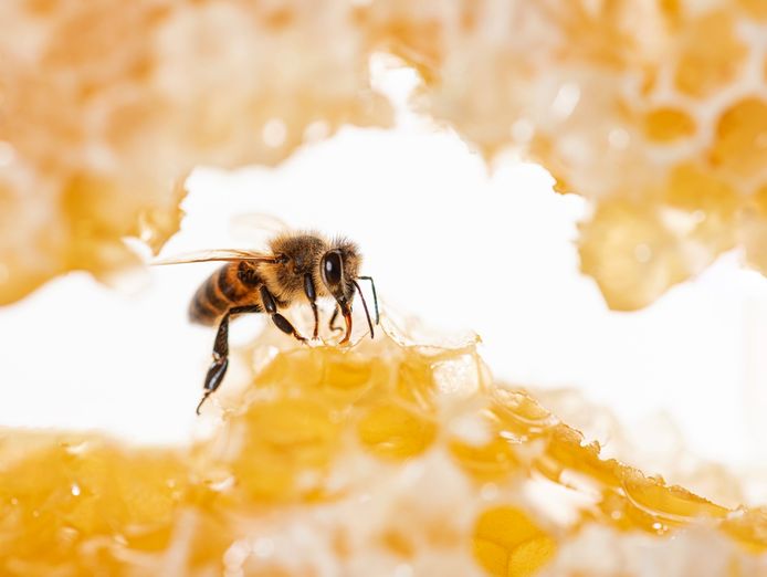 large-scale-honey-manufacturing-distribution-business-0