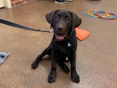 reward-based-pet-training-business-2