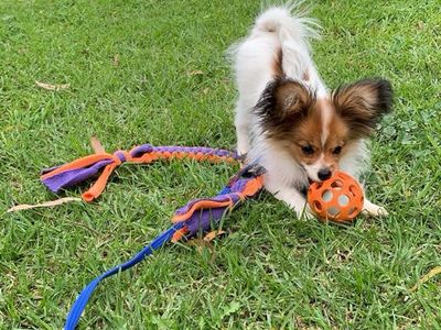 reward-based-pet-training-business-7