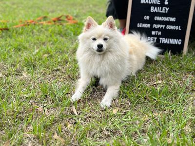 reward-based-pet-training-business-6