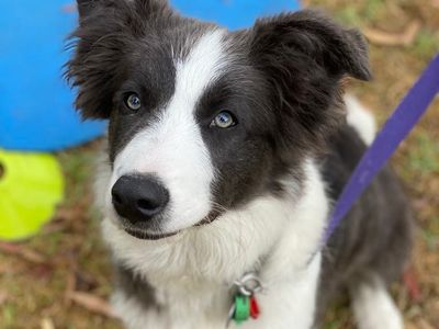 reward-based-pet-training-business-3
