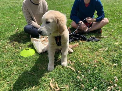 reward-based-pet-training-business-9