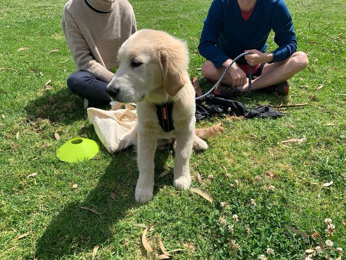 reward-based-pet-training-business-9