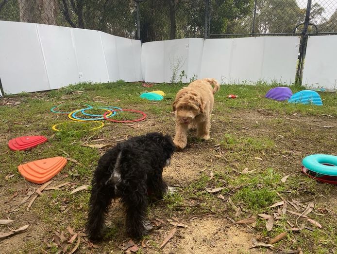 reward-based-pet-training-business-0