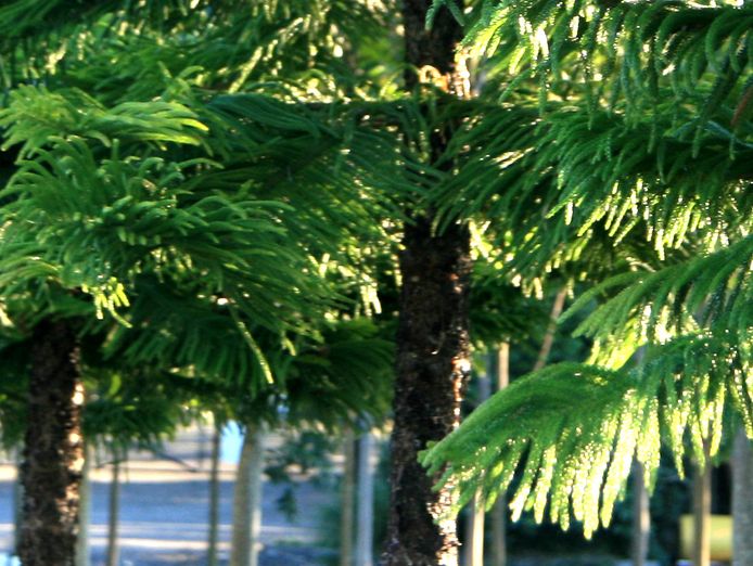 wholesale-landscape-trees-nursery-including-freehold-property-0