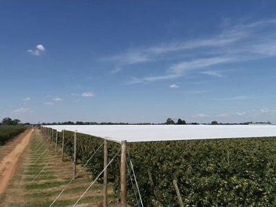 leading-crop-protection-netting-infrastructure-specialist-vic-our-ref-2065-3