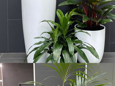 indoor-plant-hire-business-0
