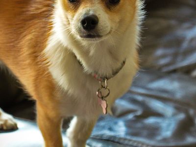 dog-minding-business-4