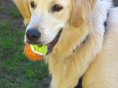 dog-minding-business-5