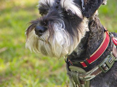 dog-minding-business-6
