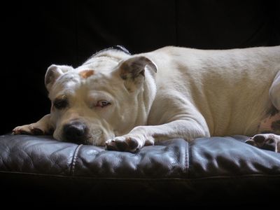 dog-minding-business-0