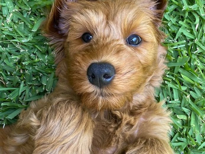 established-dog-minding-business-central-coast-work-from-home-0