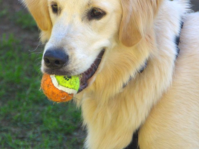 dog-minding-business-5
