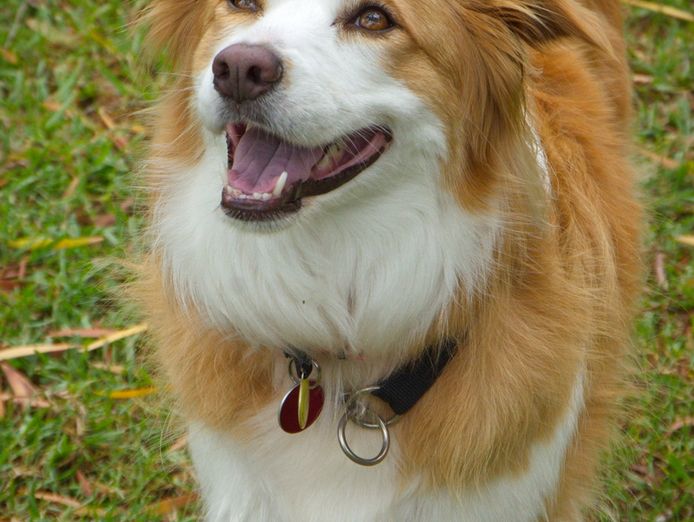 dog-minding-business-7