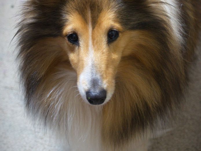 dog-minding-business-2