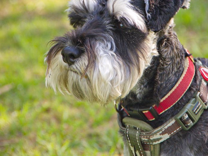 dog-minding-business-6