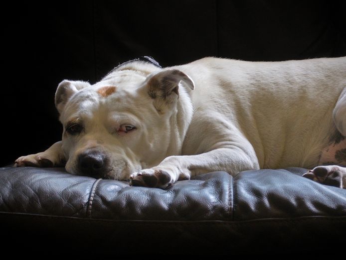dog-minding-business-0