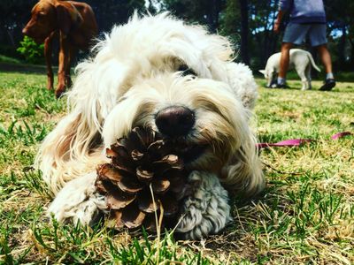 dog-walking-business-for-sale-0