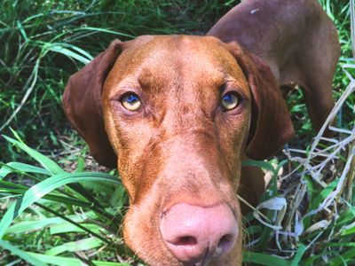 dog-walking-business-for-sale-2