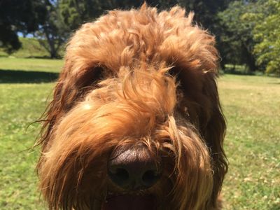 dog-walking-business-for-sale-1