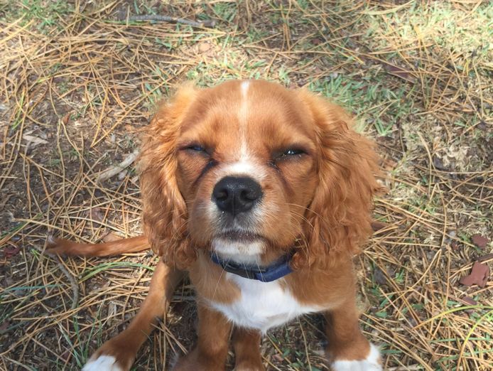 dog-walking-business-for-sale-4