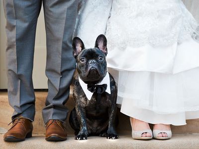 pet-sitting-pet-wedding-business-13years-of-operation-1