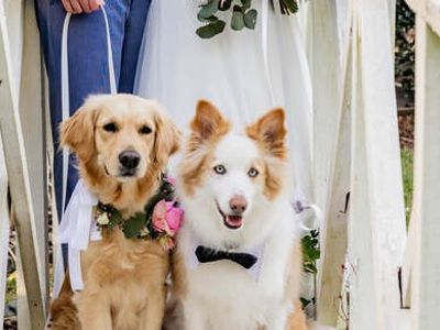 pet-sitting-pet-wedding-business-13years-of-operation-8