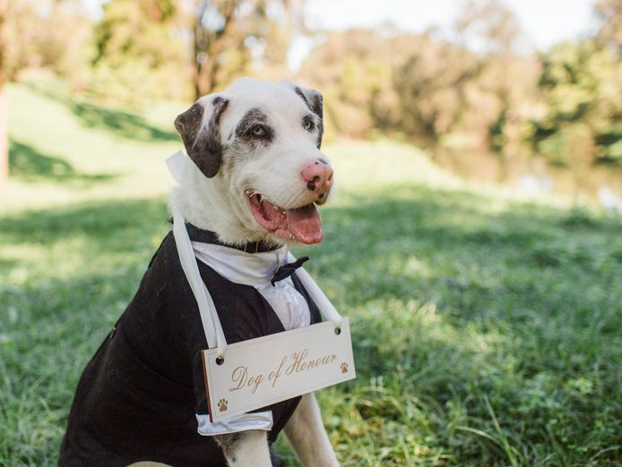 pet-sitting-pet-wedding-business-13years-of-operation-2