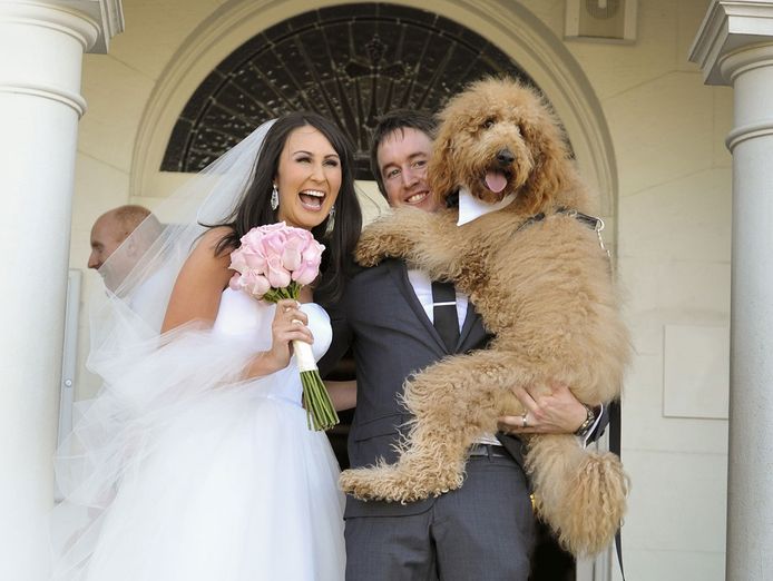 pet-sitting-pet-wedding-business-13years-of-operation-3