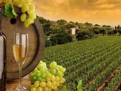 reputable-wine-tour-business-for-sale-hunter-valley-4