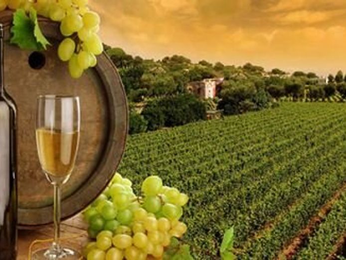 reputable-wine-tour-business-for-sale-hunter-valley-4