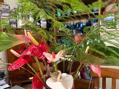 florist-for-sale-hinterland-artistic-hub-of-the-sunshine-coast-4