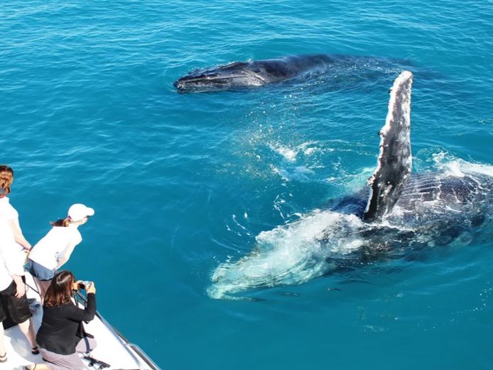 marine-tourism-and-charter-business-award-winning-0